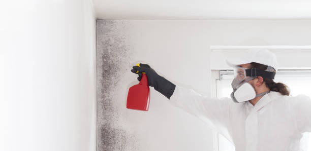Best Commercial Mold Removal  in Anderson Creek, NC