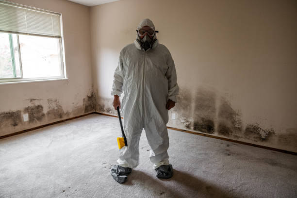 Anderson Creek, NC Mold Removal Company